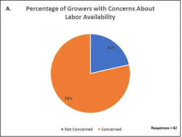 Graphic of Percentage of Growers with Concerns About Labor Availability