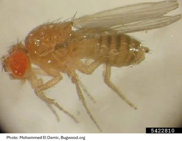 Yellow fly with orange head