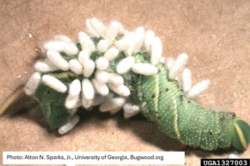 Green worm with white eggs on top