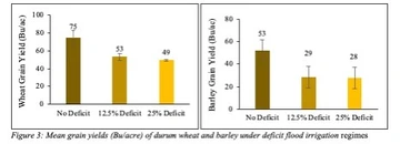 Graphic of Mean grain yields (Bu/acre) of durum wheat and barley under deficit flood irrigation regimes 
