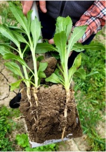 photo shows some of the organic matter added to the soil system via cover crops.