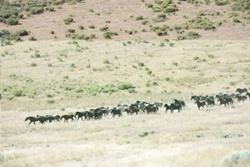 Herd of 25 horses running across rangeland