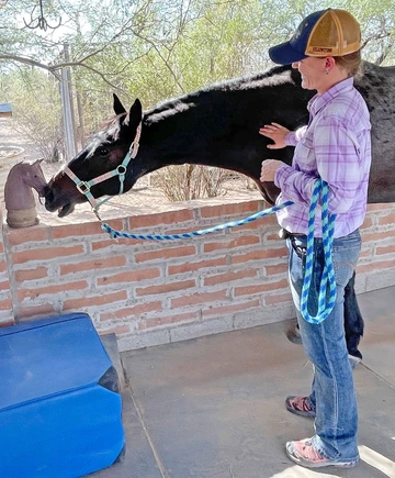 Woman stands next to horse holding lead rope and touching horse's neck