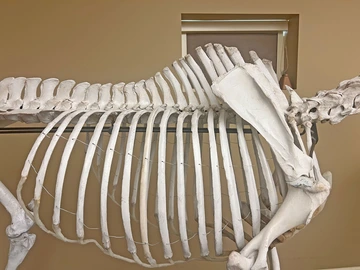 Horse skeleton