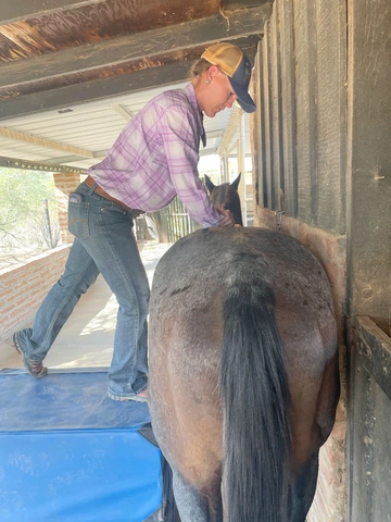 Woman stands next to horse on blue bale horse with both her hands placed on the horse's back