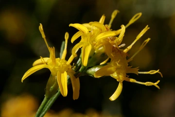 broom snakeweed flower