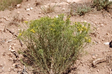 broom snakeweed full plant
