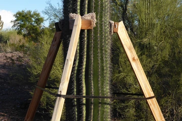 A saguaro with a trio of wooden bracing support, padded with carpet where they contact the stem