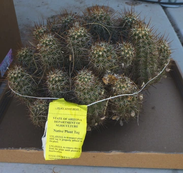 A cacti with a protected native plant tag