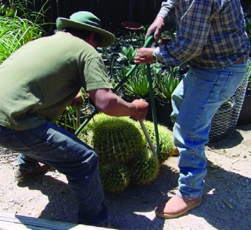 Two people moving a large cacti