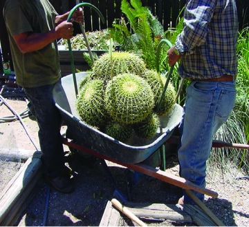 A cacti being carefully move