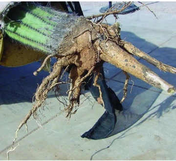 A few vertical tap roots of a saguaro