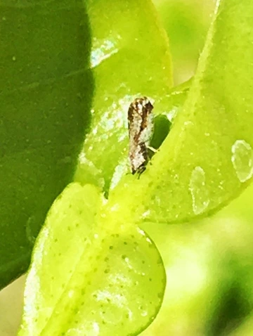 Solitary adult Asian citrus psyllid (ACP) on leaf.