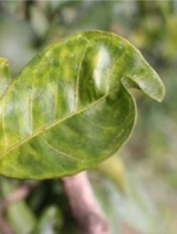 Notched leaf showing ACP feeding