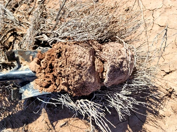 Shovel full of soil that lacks organic carbon laying on a cracked desert field