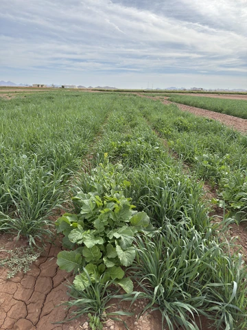 Rows of cover crops in dry agricultural field