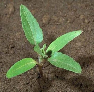 Seedling of common cocklebur, Xanthium strumarium, at the four-leaf stage.