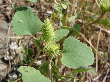 Common cocklebur with burs still green