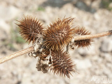 Common cocklebur dried seed pods