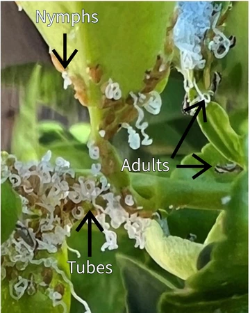 Asian citrus psyllid on leaf cluster showing adults, nymphs and tubes.