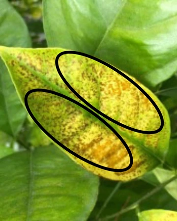 Citrus leaf iron deficiency and boron toxicity