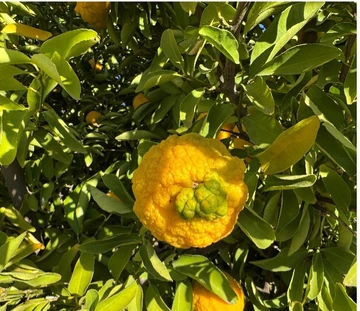 Citrus fruit affected by citrus greening disease.