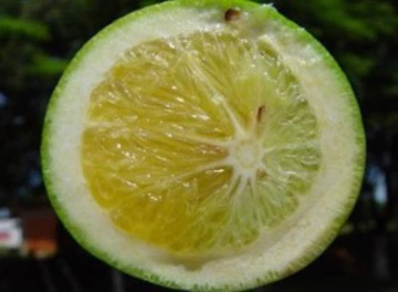Navel orang with lopside fruit and small, witherd seeds.