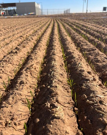 Durum wheat seedlings emerging in soil of bare farm field
