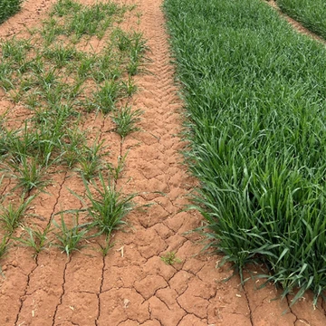 Example of poor wheat stand density and ideal wheat stand density.
