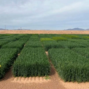 Multiple small grain varietes planted in rectangular patches in desert field about waist high.