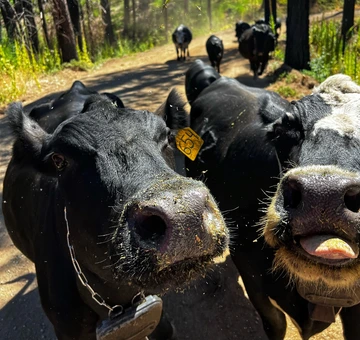Photo of cattle wearing virtual fence collars