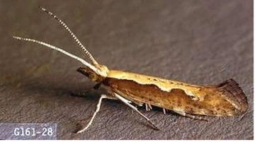 adult diamonback moth on piece of dark paper