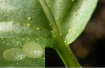 diamondback moth eggs on green leaf