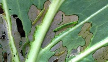 Holes in leaf and brown spots damage from feeding diamondback moth larvae