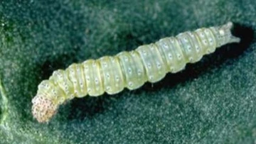 closeup of large diamondback moth larvae on leaf