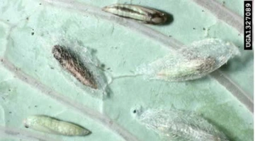 Closeup of 5 diamonback moth pupae on leaf