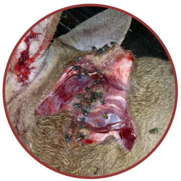 New World screwworm flies on wound