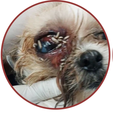 Small dog infested with New World screwworm in eye