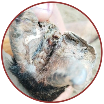 Hoof infested with New World screwworm