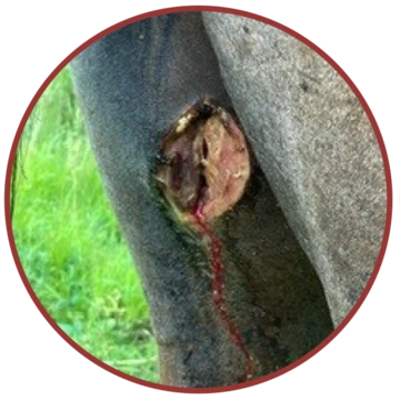Back leg of horse infested with New World screwworm