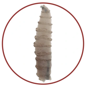 New World screwworm larva