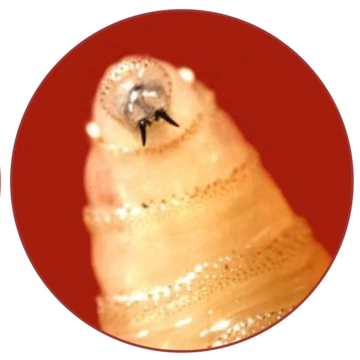 Closeup of New World screwworm larva