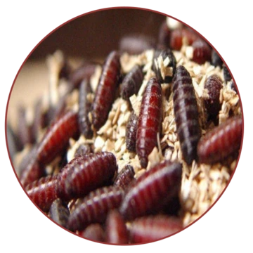 New World screwworm pupae