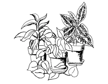 Illustration of indoor plants