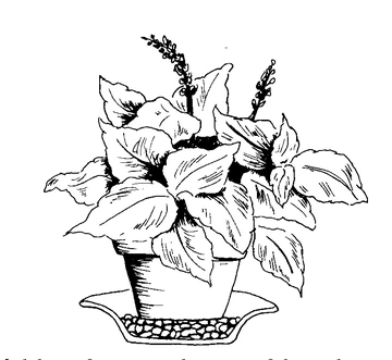 Illustration of an indoor plant placed in a saucer to hold excess water that drains from the bottom of the pot.