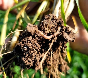 Plant roots pulled from the ground ina clump of rich soil containing earth worms.