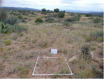 Quadrat on ground in desert field measuring plant density