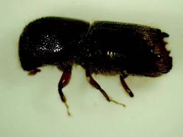 adult pinon ips