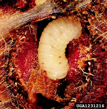 pinon ips beetle larve inside larval gallary in tree