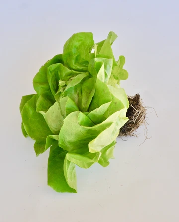 butter lettuce with roots still attached